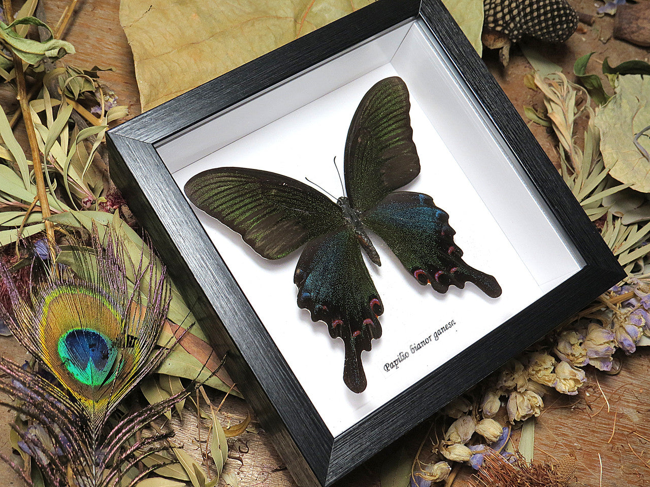 Papilio bianor ganesha