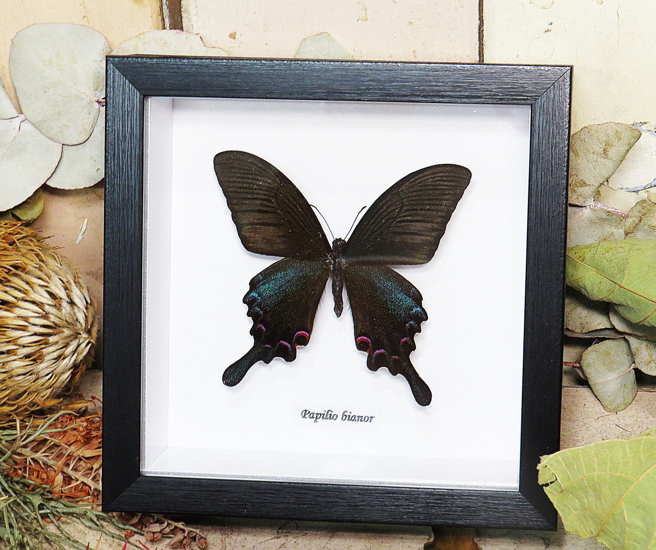 Papilio bianor 