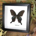 Papilio bianor ganesha