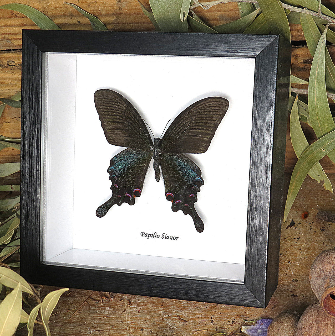 Papilio bianor ganesha