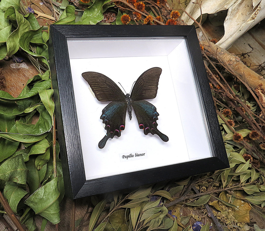 Papilio bianor  ( special )