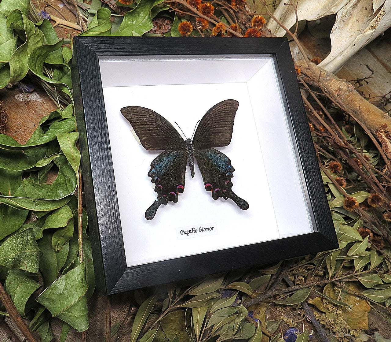 Papilio bianor  ( special )