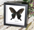 Papilio bianor