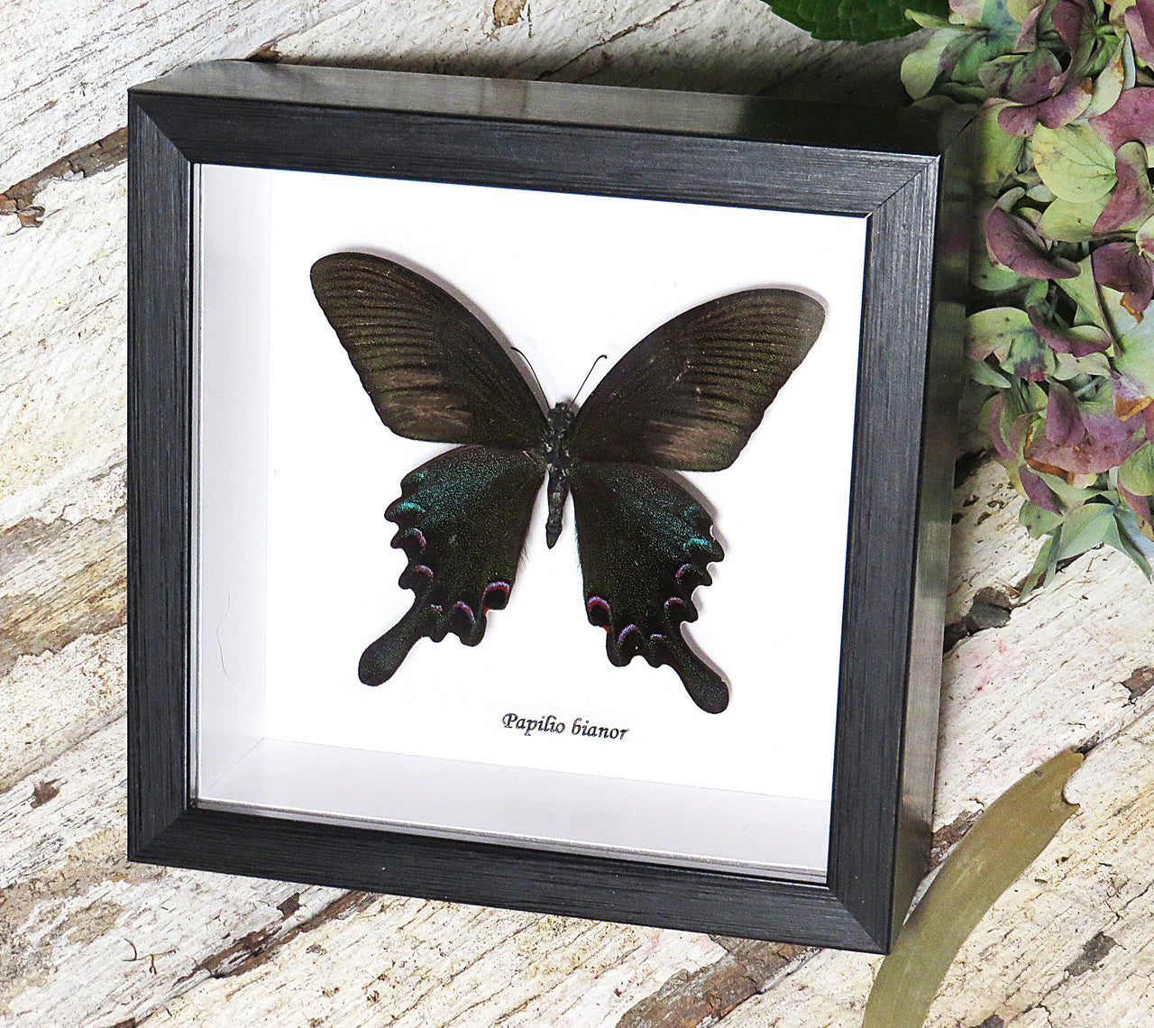 Papilio bianor