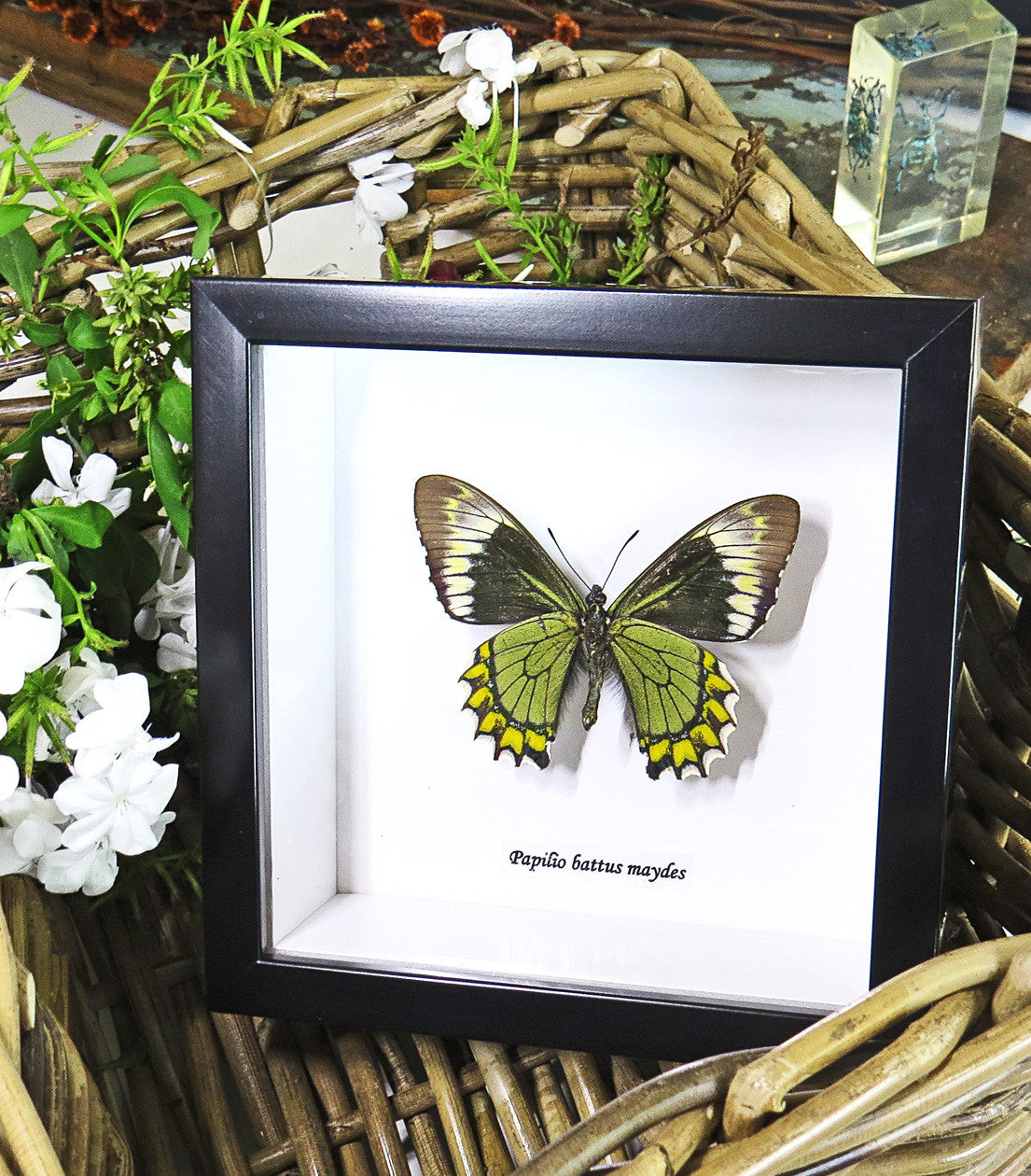 Papilio battus madyes