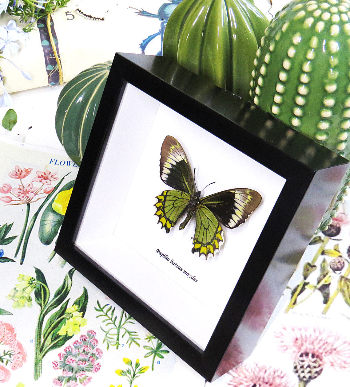 Papilio battus madyes