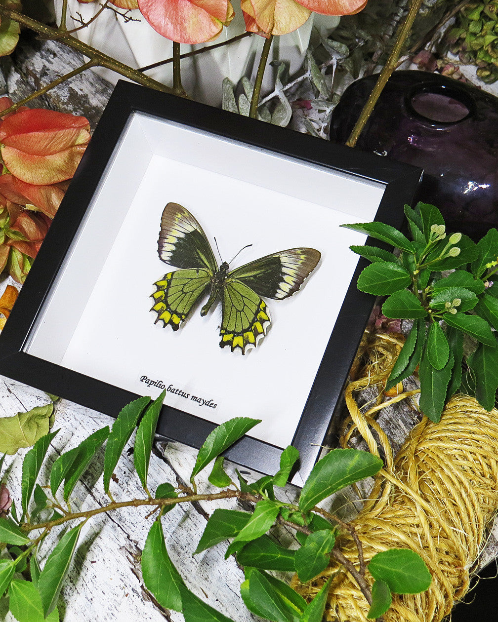 Papilio battus madyes