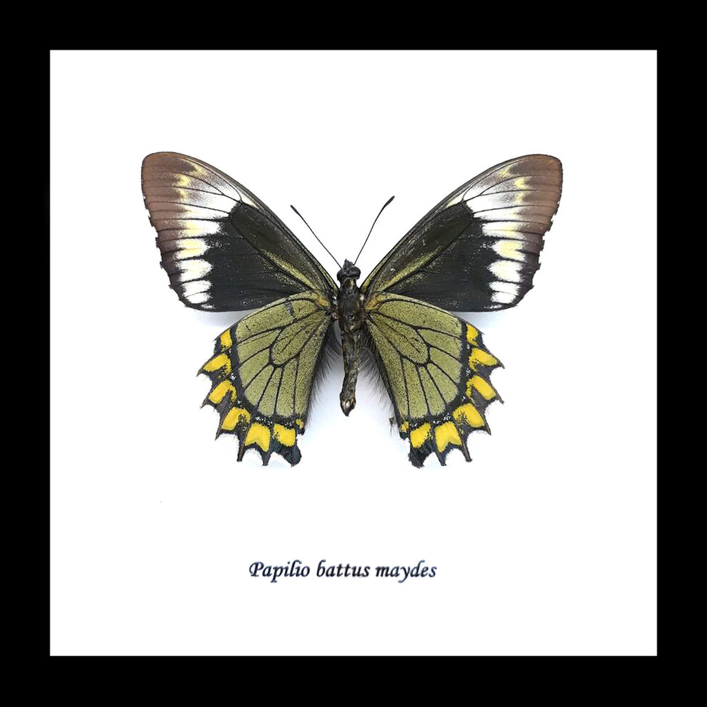 Papilio battus madyes