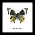 Papilio battus madyes