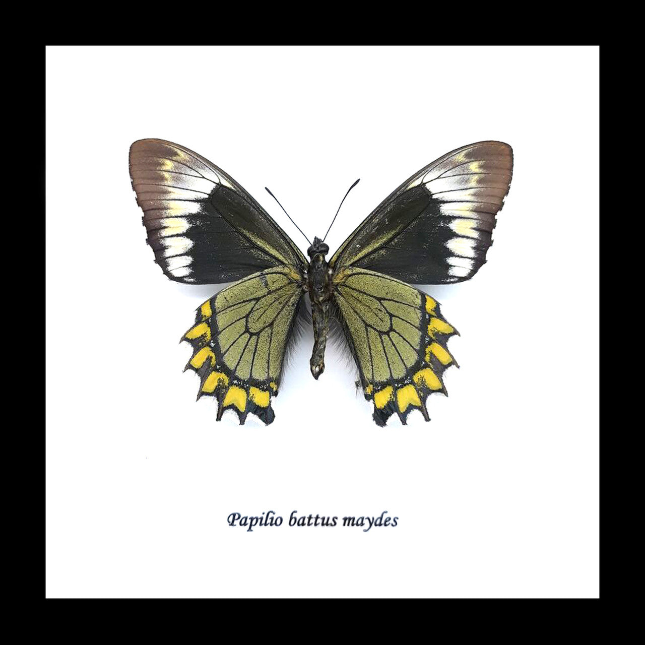 Papilio battus madyes