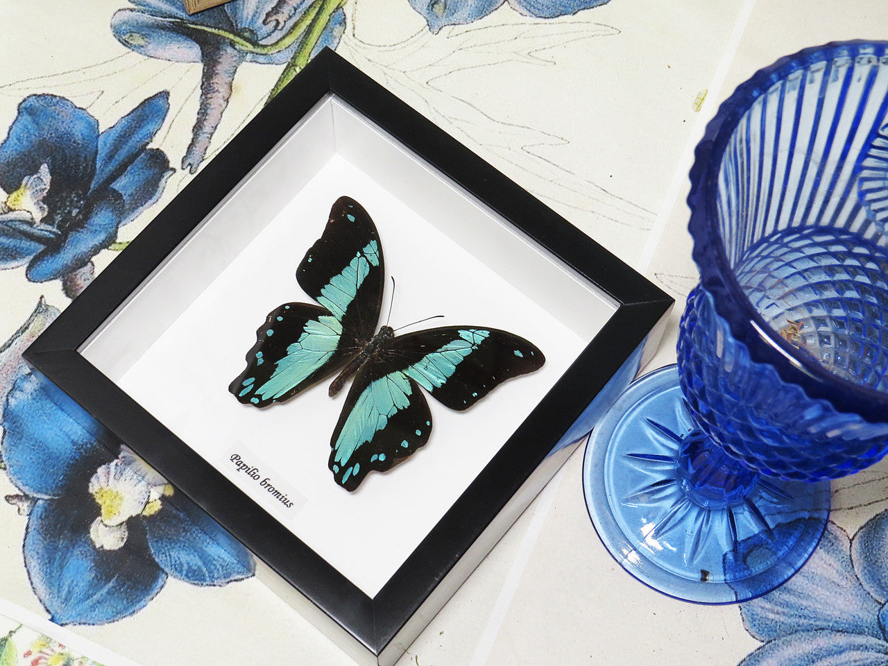 Papilio bromius