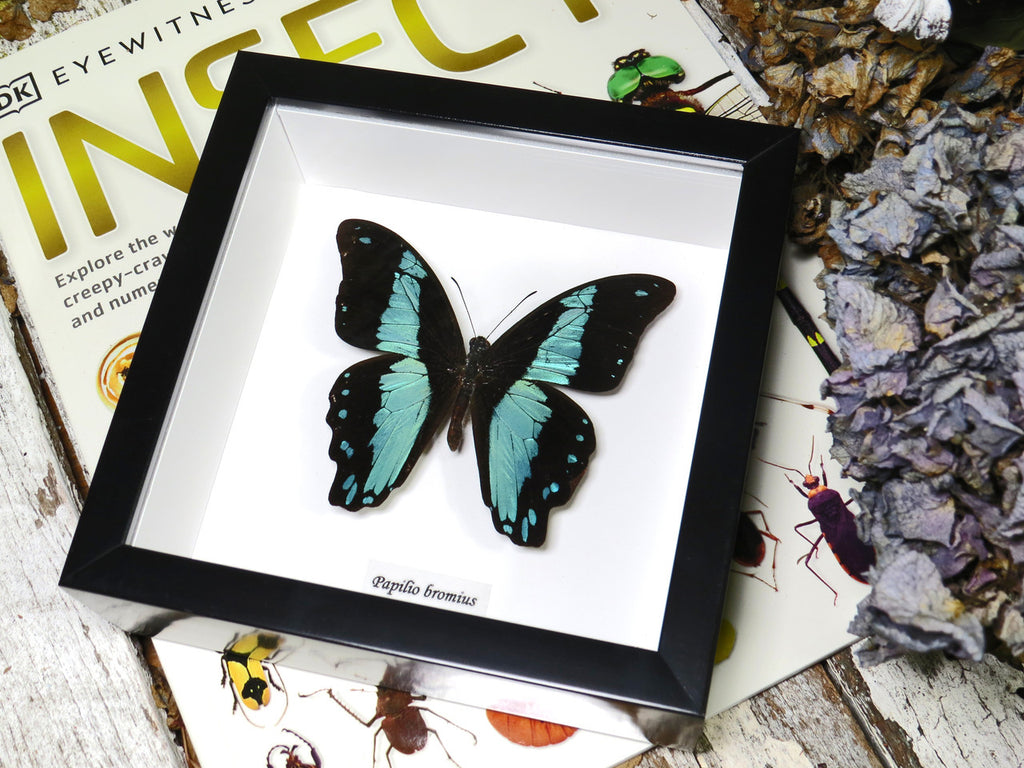 Papilio bromius