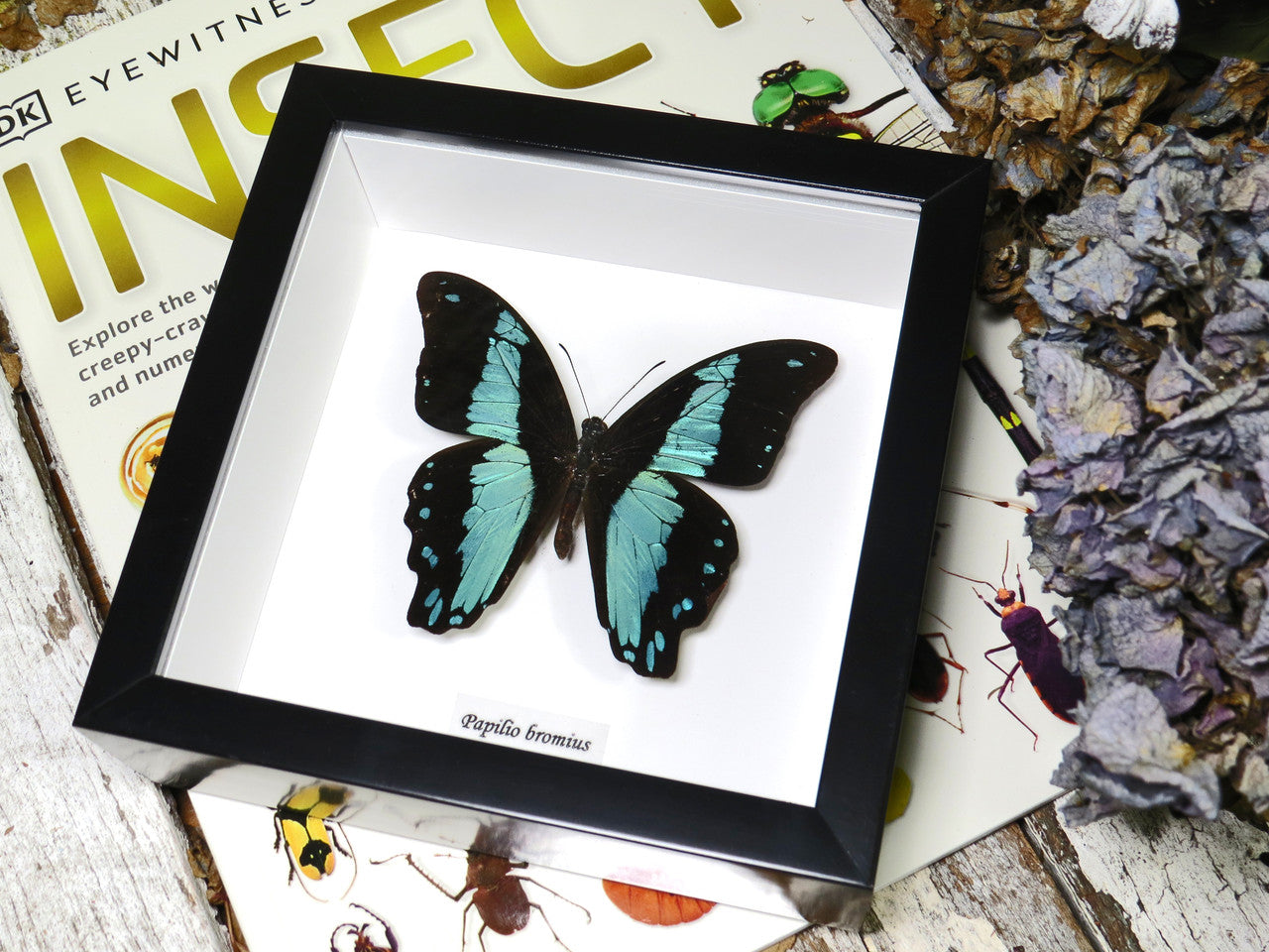 Papilio bromius