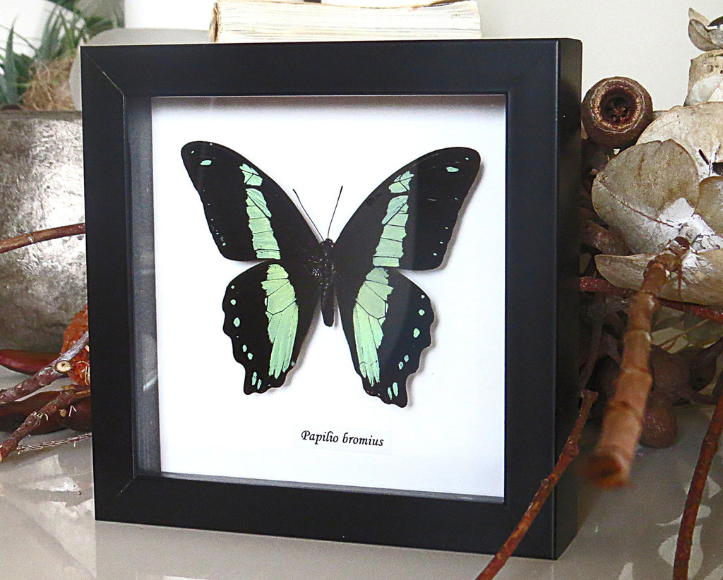 Real butterfly framed Papilio bromius Bits&Bugs 