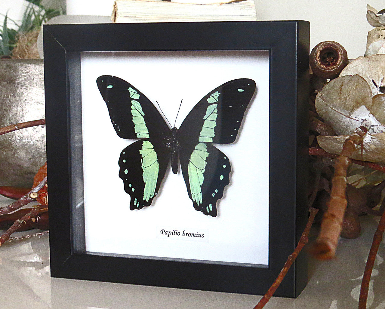 Real butterfly framed Papilio bromius Bits&Bugs 