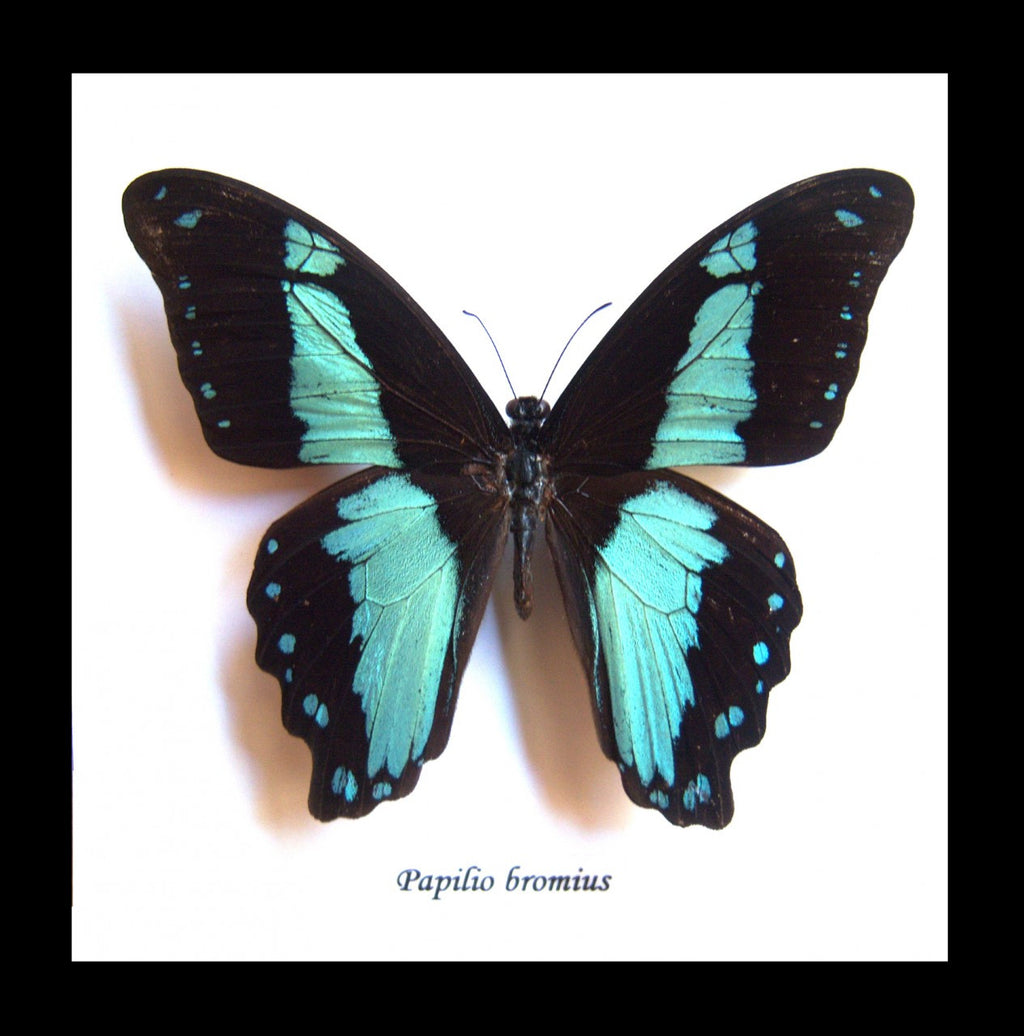 Real butterfly framed Papilio bromius Bits&Bugs 