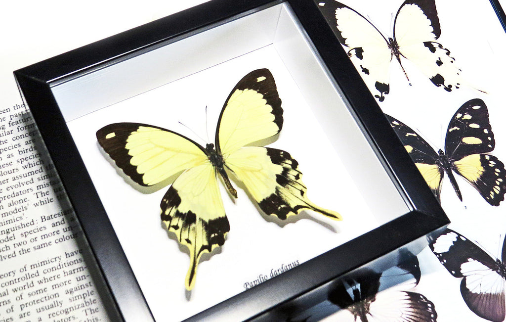 Butterfly in frame Papilio dardanus Bits&Bugs 