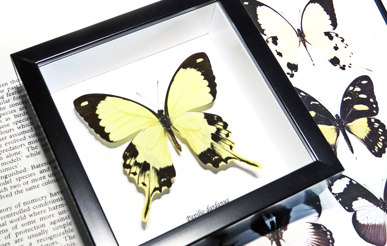 Butterfly in frame Papilio dardanus Bits&Bugs 