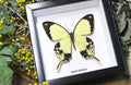 Butterfly in frame Papilio dardanus Bits&Bugs 