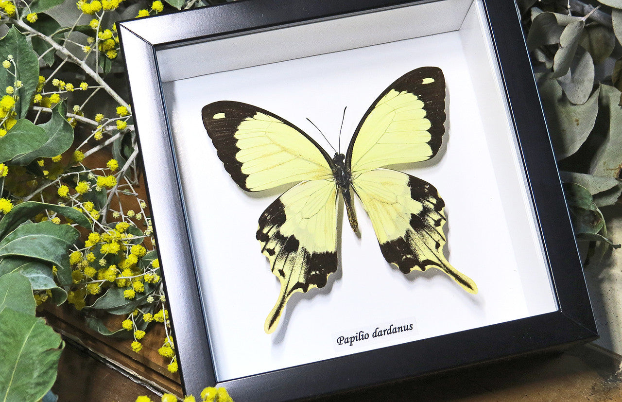Butterfly in frame Papilio dardanus Bits&Bugs 