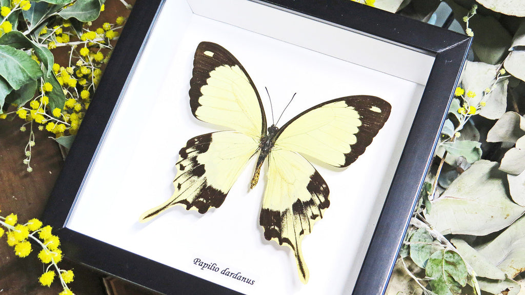 Butterfly in frame Papilio dardanus Bits&Bugs 