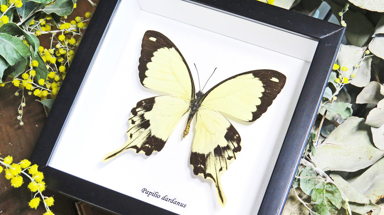 Butterfly in frame Papilio dardanus Bits&Bugs 