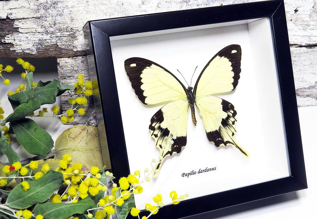 Butterfly in frame Papilio dardanus Bits&Bugs 
