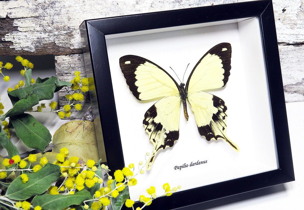 Butterfly in frame Papilio dardanus Bits&Bugs 