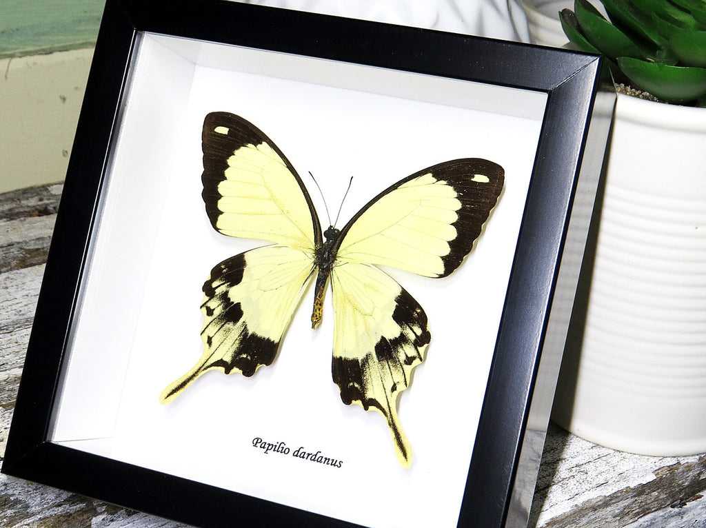 Butterfly in frame Papilio dardanus Bits&Bugs 