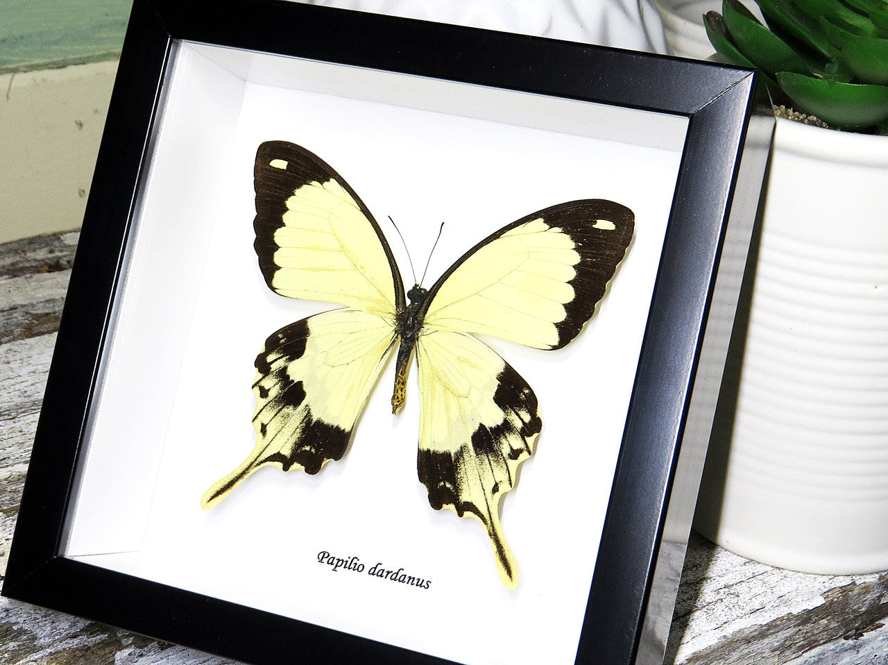 Butterfly in frame Papilio dardanus Bits&Bugs 