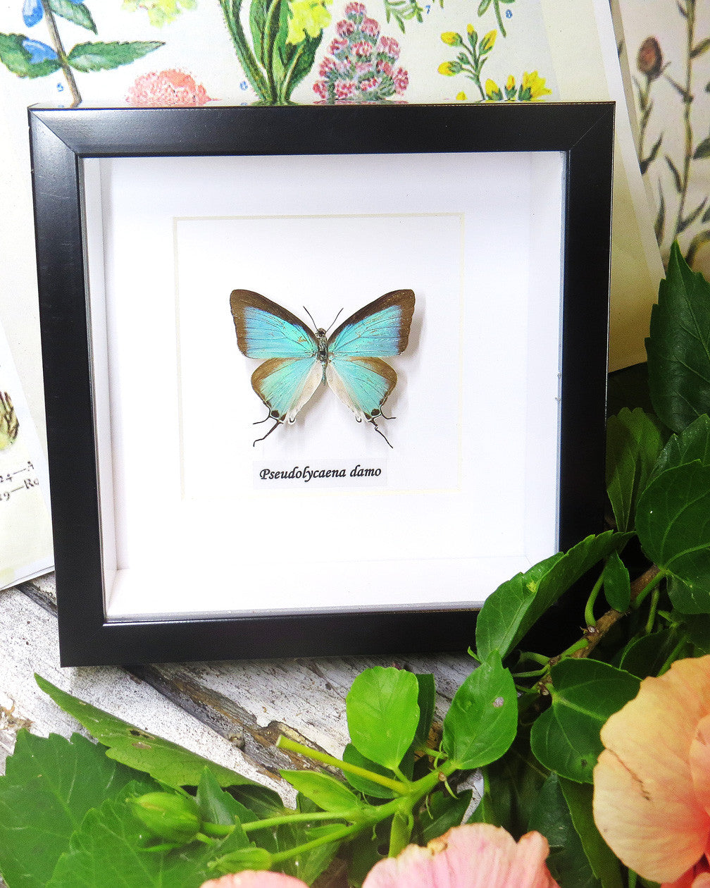 Pseudolycaena damo