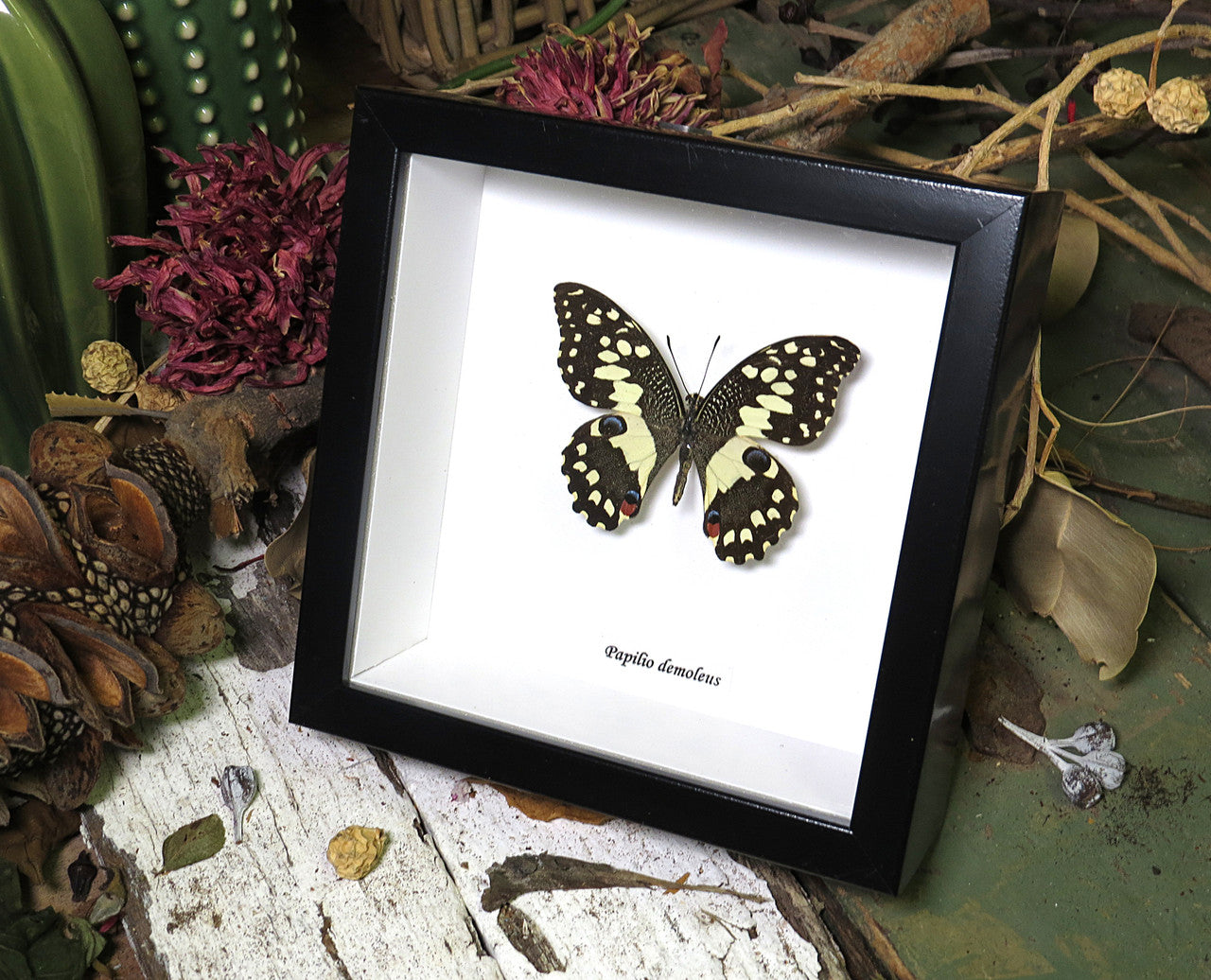 Papilio demoleus