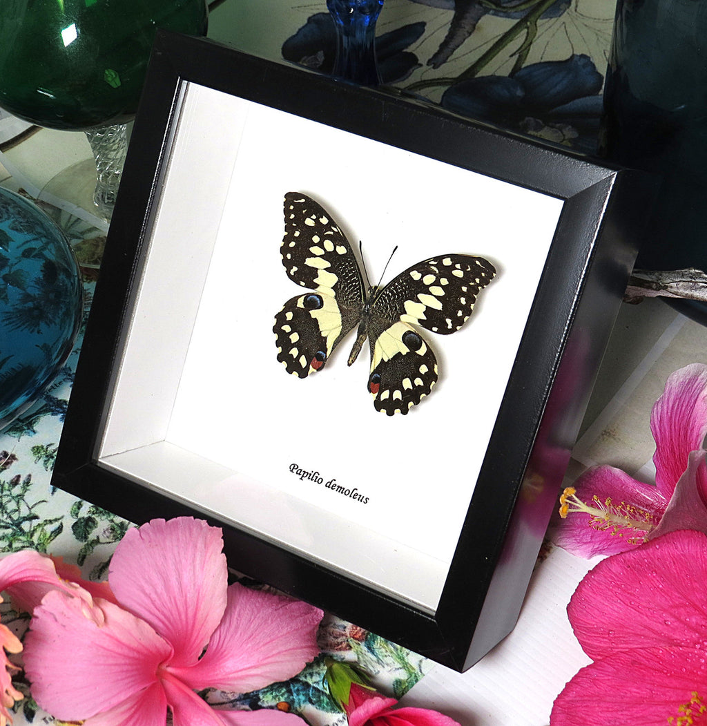 Papilio demoleus