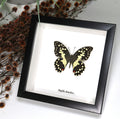 Papilio demoleus