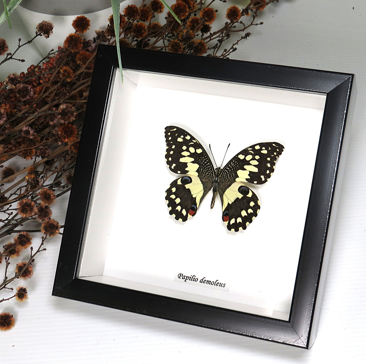 Papilio demoleus