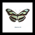 Butterfly collection Philaethria dido Bits & Bugs 