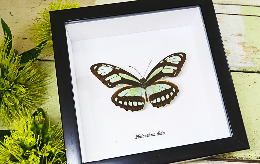 Butterfly collection Philaethria dido Bits & Bugs 