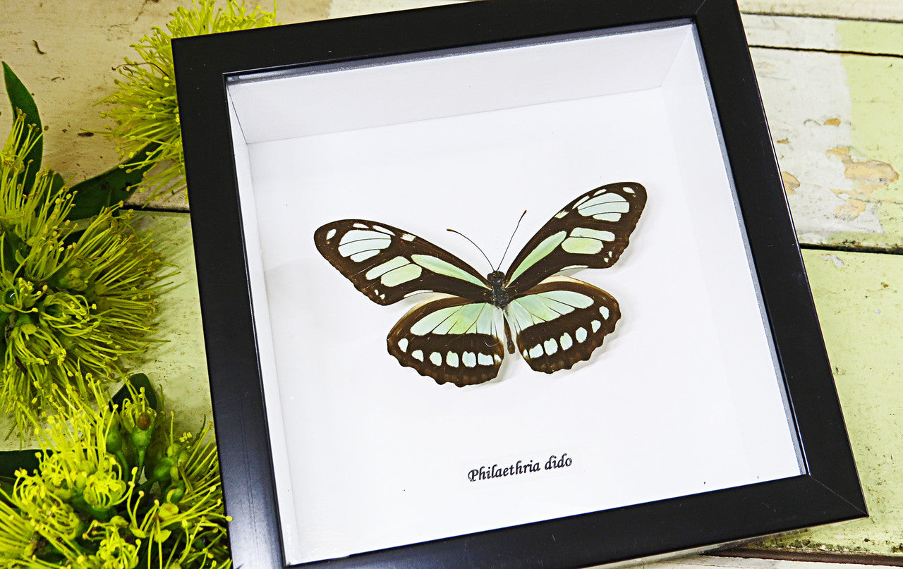 Butterfly collection Philaethria dido Bits & Bugs 