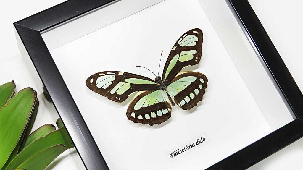 Butterfly collection Philaethria dido Bits & Bugs 