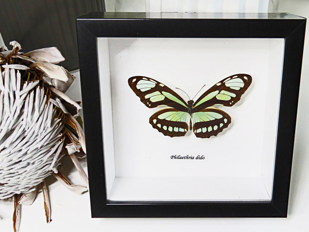 Butterfly collection Philaethria dido Bits & Bugs 