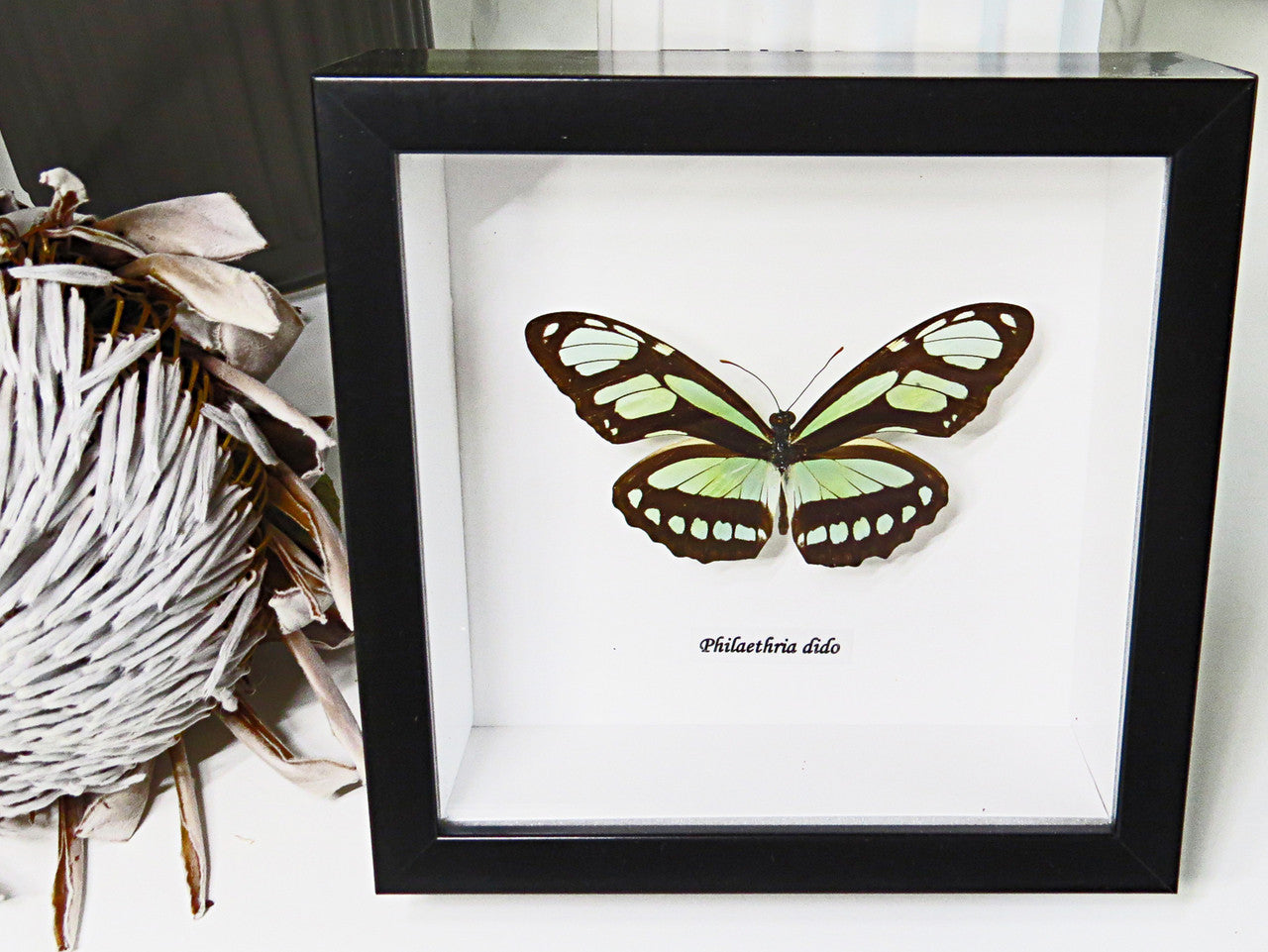 Butterfly collection Philaethria dido Bits & Bugs 