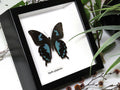 Papilio epiphorbas