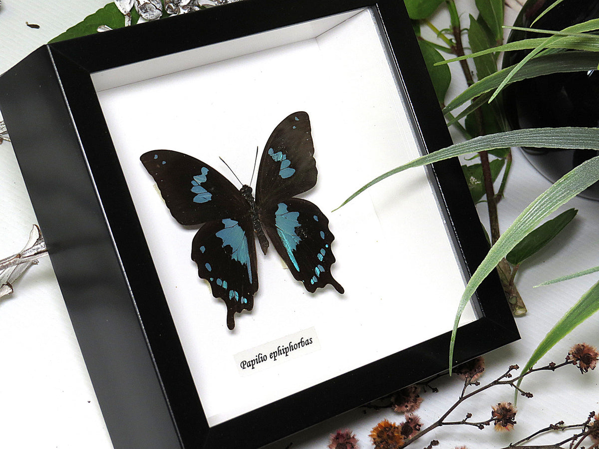Papilio epiphorbas