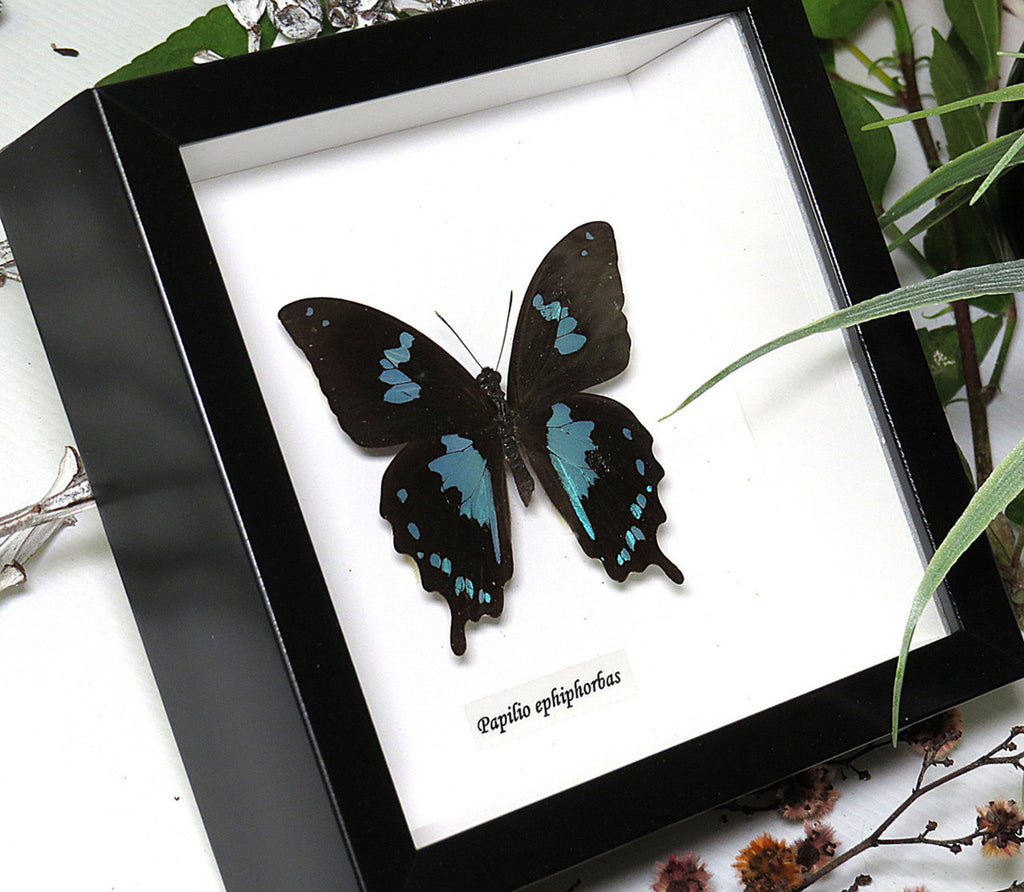 Papilio epiphorbas