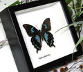 Papilio epiphorbas