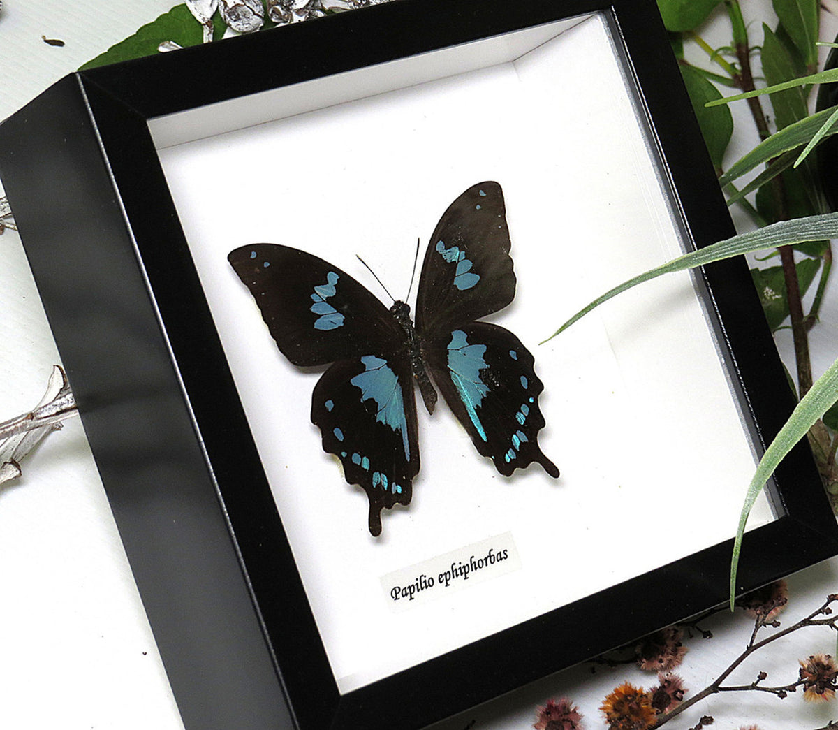 Papilio epiphorbas