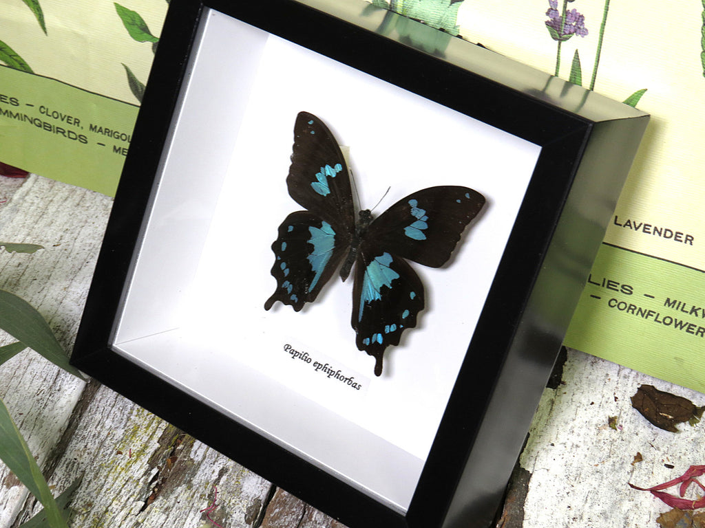 Papilio epiphorbas