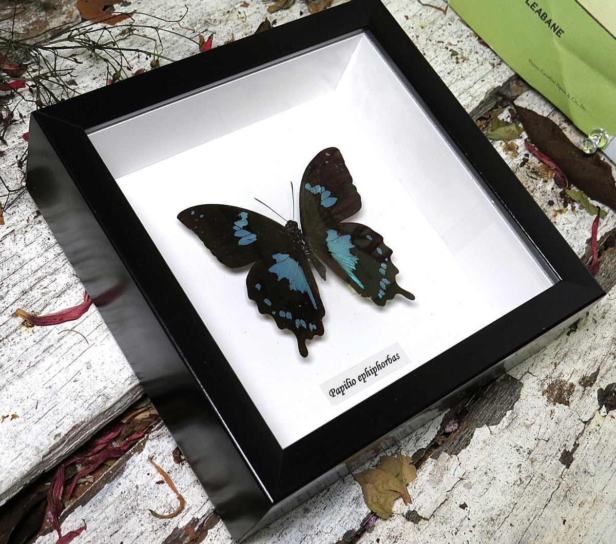 Papilio epiphorbas