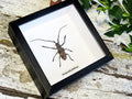 Parepicedia fimbriata