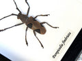 Parepicedia fimbriata